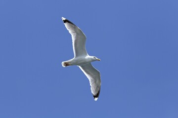 Flying European herring gull (Larus argentatus), Kiel, Schleswig-Holstein, Germany, Europe