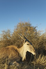 Eland (Taurotragus oryx), resting female, Kalahari Desert, Namibia, Africa