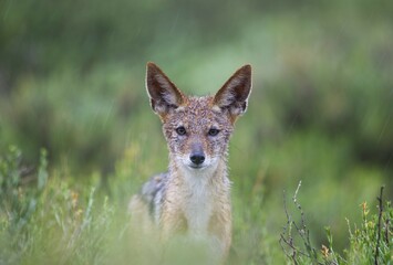 Black-backed Jackal (Canis mesomelas), portrait, in the rain, during the rainy season in green surroundings, Kalahari Desert, Kgalagadi Transfrontier Park, South Africa, Africa