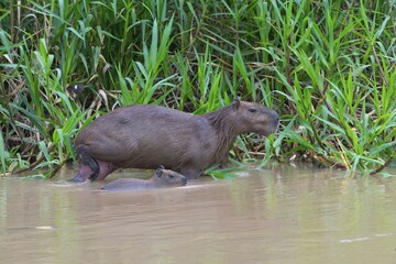 Capybaras (Hydrochaeris hydrochaeris) adult female with a young in the water, Pantanal, Mato Grosso, Brazil, South America