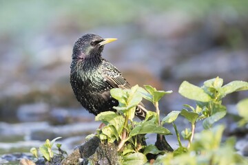 European Starling (Sturnus vulgaris), Hesse, Germany, Europe