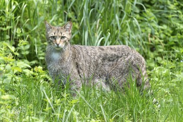 Wildcat (Felis silvestris), in grass, Germany, Europe © Ronald Wittek/imageBROKER
