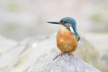 Kingfisher (Alcedo atthis), male, perched on a stone, Hesse, Germany, Europe