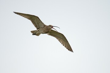 Eurasian curlew (Numenius arquata) in flight, calling, Emsland, Lower Saxony, Germany, Europe