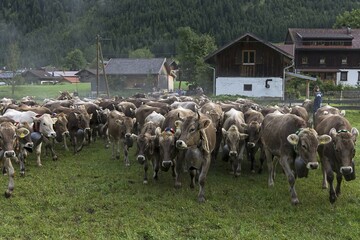 Herd of  Allg&auml;uer cows at the Almabtrieb, Hinterstein, Bad Hindelang, Bavaria, Germany Sepia coloring