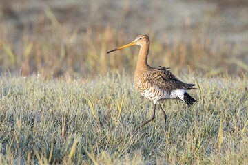 Black-tailed Godwit (Limosa limosa), running, in meadow with dew drops, Texel, province of North Holland, The Netherlands, Europe