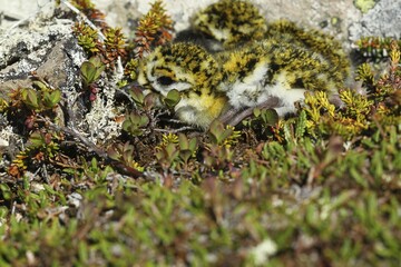 European golden plover (Pluvialis apricaria), a few days old chick, camouflaged between groundcovers in the tundra, Norway, Europe