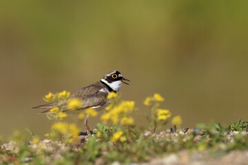 Little ringed plover (Charadrius dubius), calling male, Biosphere Reserve Middle Elbe, Saxony-Anhalt, Germany, Europe