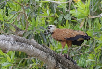 Black-collared Hawk (Busarellus nigricollis) on a branch with prey fish, Pantanal, Mato Grosso, Brazil, South America