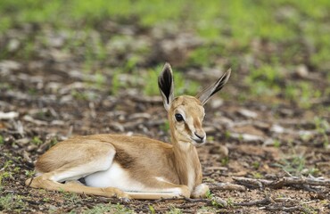 Springbok (Antidorcas marsupialis), young lamb, resting, rainy season with green surroundings, Kalahari Desert, Kgalagadi Transfrontier Park, South Africa, Africa