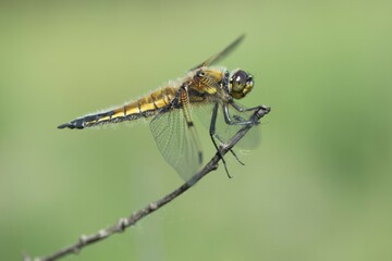 Four-spotted chaser (Libellula quadrimaculata) sitting on twig, sideways, Emsland, Lower Saxony, Germany, Europe