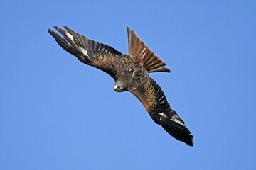 Red kite (Milvus milvus) flying, Germany, Europe