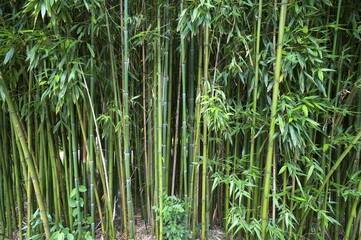 Bamboo Forest (Bambusoideae), Parc Floral et Tropical de la Court d'Aron, Saint Cyr en...