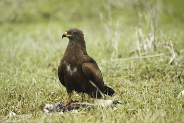 Hybrid Milan female, hybrid of red kite (Milvus milvus) and black kite (Milvus migrans) with prey, Allgäu, Bavaria, Germany, Europe