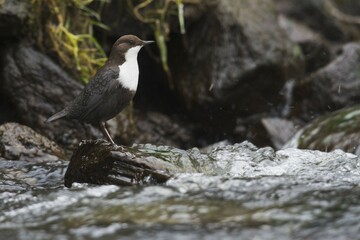White-throated Dipper (Cinclus cinclus), sitting on a stone in a stream, Emsland, Lower Saxony, Germany, Europe