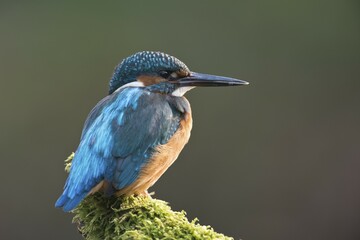 Eurasian kingfisher (Alcedo atthis) sitting on tree branch, male, Emsland, Lower Saxony, Germany, Europe