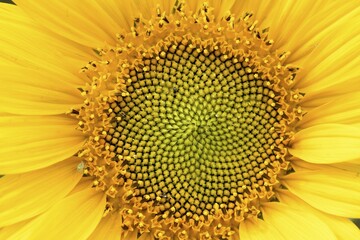 Sunflower (Helianthus annuus), detail of a flower, North Rhine-Westphalia, Germany, Europe