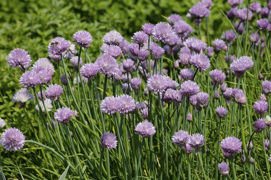 Chive (Allium Schoenoprasum)
