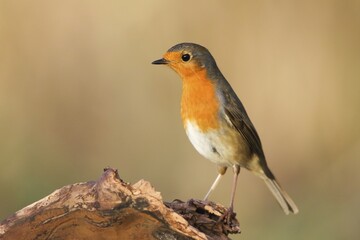 European Robin (Erithacus rubecula) on dead wood, Hesse, Germany, Europe