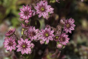 Cobweb houseleek (Sempervivum arachnoideum), Bavaria, Germany, Europe