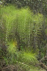 Great horsetail or northern giant horsetail (Equisetum telmateia), Leutenbach, Upper Franconia, Bavaria, Germany, Europe