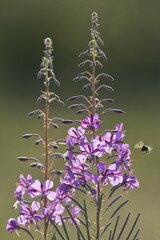 Willowherb (Epilobium angustifolium), Emsland, Lower Saxony, Germany, Europe