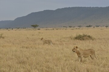 Lions (Panthera leo), lionesses hunting, Massai Mara, Rift Valley Province, Kenya, Africa