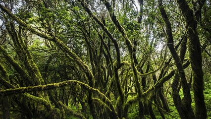 Fototapeta premium Cloud forest, laurel forest, Garajonay National Park, UNESCO World Heritage Site, La Gomera, Canary Islands, Spain, Europe
