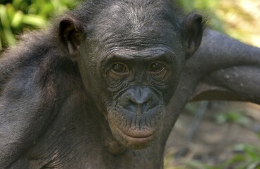 Bonobo (Pan paniscus), portrait, Lola ya Bonobo Sanctuary, Kimwenza, Mont Ngafula, Kinshasa, Democratic Republic of the Congo
