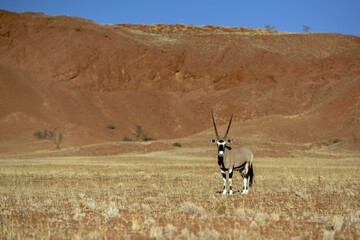Gemsbok (Oryx gazella) in barren landscape, Gondwana Namib Park, near Sesriem, Hardap Region,...