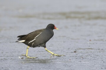 Common moorhen (Gallinula chloropus) runs over ice rink, Hesse, Germany, Europe