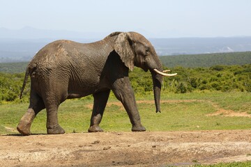 Obraz premium African bush elephant (Loxodonta africana), Addo Elephant National Park, Eastern Cape, South Africa, Africa