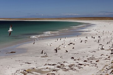 Dolphin gull (Leucophaeus scoresbii) on a beach with gentoo penguins (Pygoscelis papua) and scattered Magellanic penguins (Spheniscus magellanicus), Bleaker Island, Falkland Islands, South America