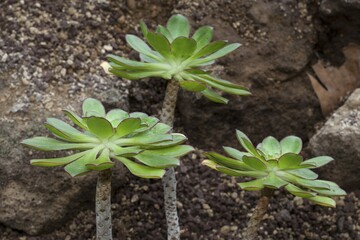 Aeonium species (Aeonium ciliatum), native to the Canary Islands
