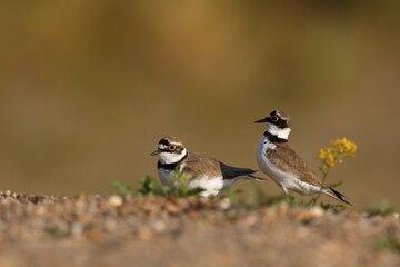 Little ringed plovers (Charadrius dubius), courtshiping animal couple, Middle Elbe Biosphere Reserve, Dessau-Roßlau, Saxony-Anhalt, Germany, Europe