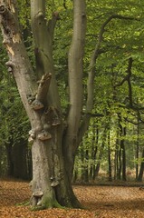 European Beech (Fagus sylvatica), nature reserve Tinner Loh, Lower Saxony, Germany, Europe