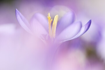 Fototapeta premium Spring Crocus (Crocus vernus)