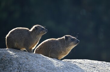 Cape hyrax (Procavia capensis), young and old animal sit on rocks against light, captive