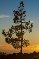 Canary Island pine (Pinus canariensis) at sunset, Teide National Park, Canary Islands, Tenerife, Spain, Europe