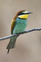 European bee-eater (Merops apiaster) sitting on a branch, Rhineland-Palatinate, Germany, Europe