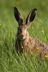 Hare (Lepus europaeus) on a summer meadow, Allgaeu, Bavaria, Germany, Europe