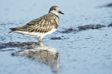 Ruddy Turnstone (Arenaria interpres) in shallow water, Darss, Mecklenburg-Western Pomerania, Germany, Europe