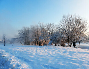 trees in the snow