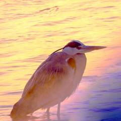 Herons (lat. Ardeidae) on winter sunset