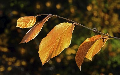 Branch with yellow Beeches leaves (Fagus) in autumn, Schleswig-Holstein, Germany, Europe