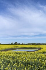 Obraz premium Blooming Rapefield (Brassica napus) is reflected in a Kettle hole, blue sky, Mecklenburg-Western Pomerania, Germany, Europe