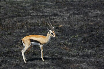 Serengeti Thomson's Gazelle (Eudorcas nasalis) after a grass fire in the steppe, Serengeti National Park, Tanzania, Africa