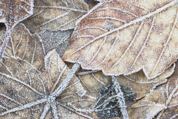 Leaves covered with hoarfrost, Germany, Europe