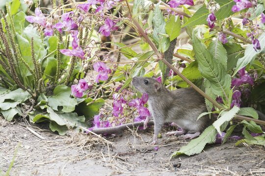 Brown rat (Rattus norvegicus), foraging, Hesse, Germany, Europe