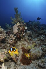 Pair of red sea clownfish (Amphiprion bicinctus) at its fluorescent bubble-tip anemone (Entacmaea quadricolor), dive site House Reef, Mangrove Bay, El Quesir, Red Sea, Egypt, Africa